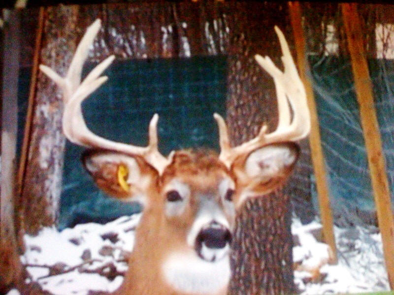 Corporate America enjoy Trophy Louisiana whitetai deer hunting at it's